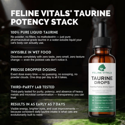 The One Nutrient Your Cat Can't Make — And Can't Go Without