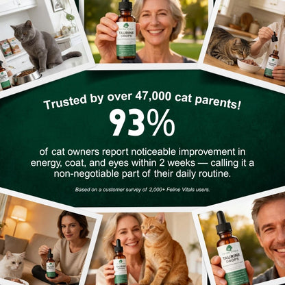 The One Nutrient Your Cat Can't Make — And Can't Go Without