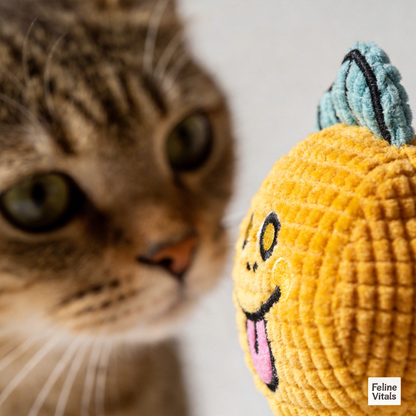 Catnip Dental Toy