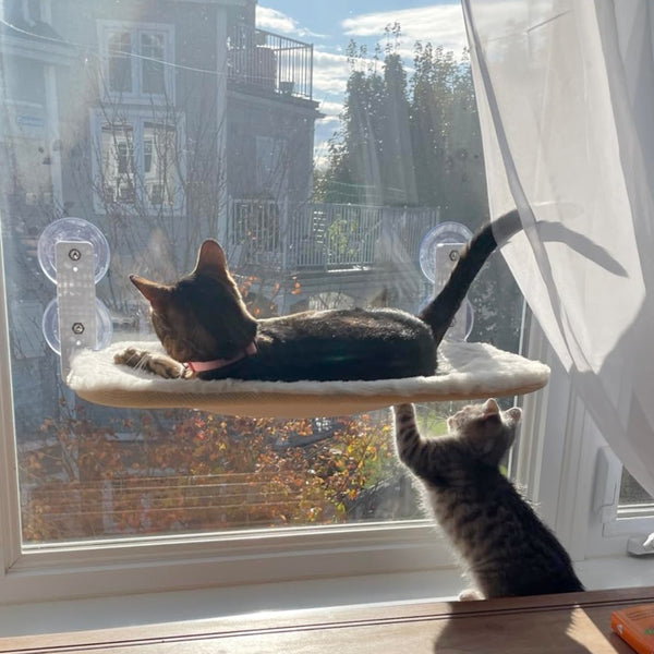 Foldable Cat Hammock